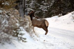 Elk in winter photo