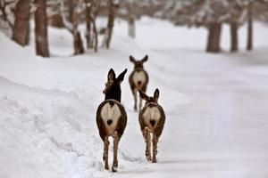 Mule Deer does in winter photo