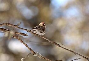 Redpoll perched on branch photo