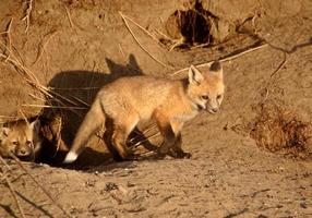 Red Fox pups at den photo