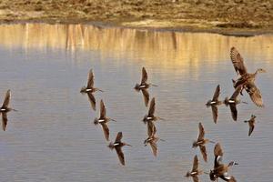 Long billed Dowitcher in patterned flight photo