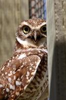 Burrowing Owl on enclosed window seal photo