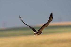 Female Harrier in flight photo