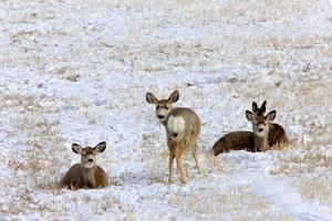 Whitetail Deer in Winter photo