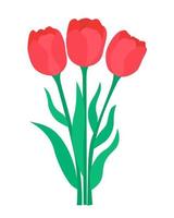 Bouquet scarlet tulips vector