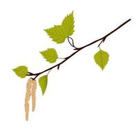 Birch leaves with earrings. Spring branch with buds. Vector stock illustration. Isolated on a white background.