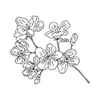 A branch of blossoming sakura. Hand-drawn illustration. Black outline isolated on white background. vector