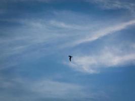 Single seagull flying over the blue sky photo