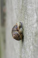 Snail in a wall, extreme close up photo