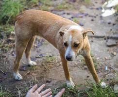 Scared dog being helped photo