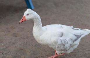 Goose close up photo