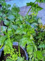 fresh green celery in polybag photo