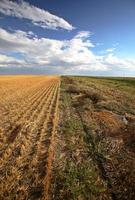 Lovely clouds above a Saskatchewan stubble field photo