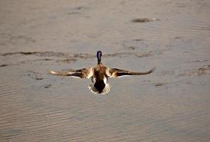 Mallard drake in flight over Saskatchewan pothole photo