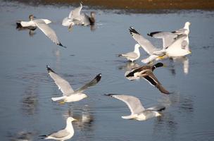 ánade real en vuelo cerca de gaviotas foto