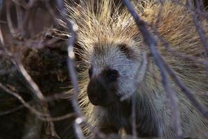 Porcupine in sunlight and shadow photo