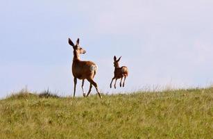 Mule Deer doe and fawn in Saskatchewan photo