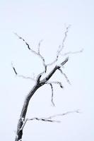 Frost covered lone tree
