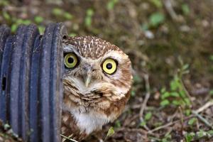 Burrowing Owl in culvert photo
