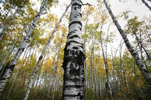 troncos de árboles de álamo temblón en el parque del lago del prado saskatchewan foto