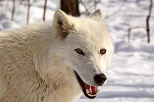 lobo ártico en invierno foto