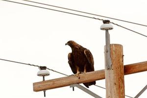 águila real posada en un poste de energía foto