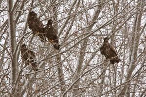 Golden Eagles in Saskatchewan tree photo