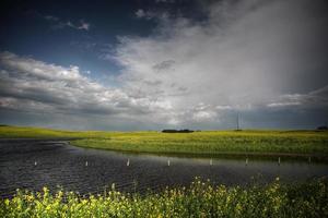 Canola crops surrounding Saskatchewan pothole photo