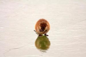 Muskrat on lake ice in Saskatchewan photo