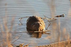 castor masticando en rama saskatchewan canadá foto