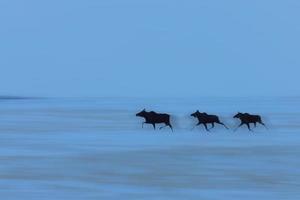 Prairie Moose in Winter Saskatchewan Canada photo