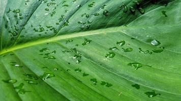 Close-up photo of taro leaves. Green nature background photo.