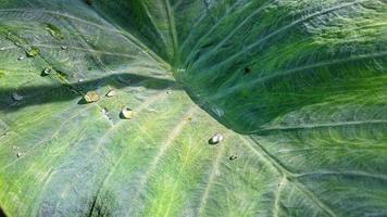 foto de primer plano de hojas de taro. foto de fondo de naturaleza verde.