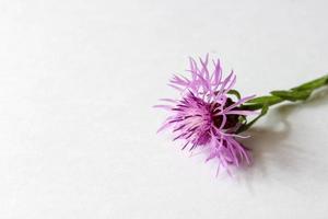 pink flower on a white background