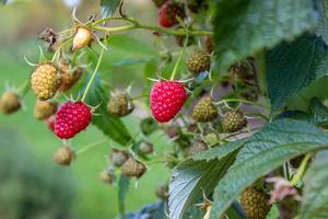 big red and small green raspberry on a bush photo