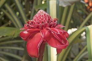 Ginger Flower in the Rain Forest photo