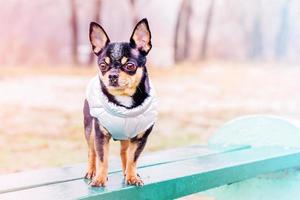 Black dog in a vest on a bench. Portrait of a pet chihuahua. Animal, dog.