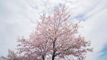séquence timelapse 4k de toronto, canada - un cerisier dans le parc cedarvale pendant la floraison des cerisiers video