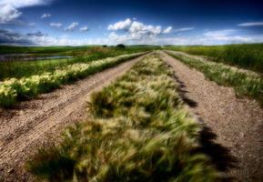 camino a través de las marismas del lago chaplin en saskatchewan foto