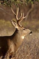 dólar de venado bura en otoño de saskatchewan foto