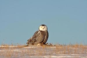 Snowy Owl Canada photo