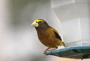 Male Evening Grosbeak photo