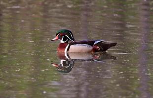 pato de madera drake en estanque foto