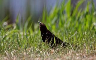 Brown headed Cowbird on ground photo