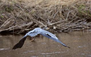 Great Blue Heron flying over Manitoba river photo