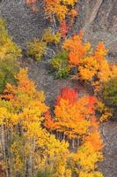 Autumn trees along British Columbia mountainside photo