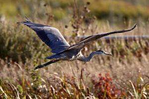 gran garza azul volando sobre el pantano de saskatchewan foto