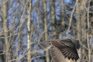 Great Grey Owl in Flight Canada photo