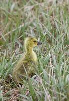 Baby Geese Goslings in Grass Saskatchewan photo