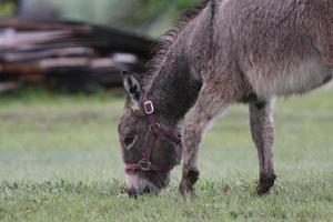 burro pastando en primavera foto